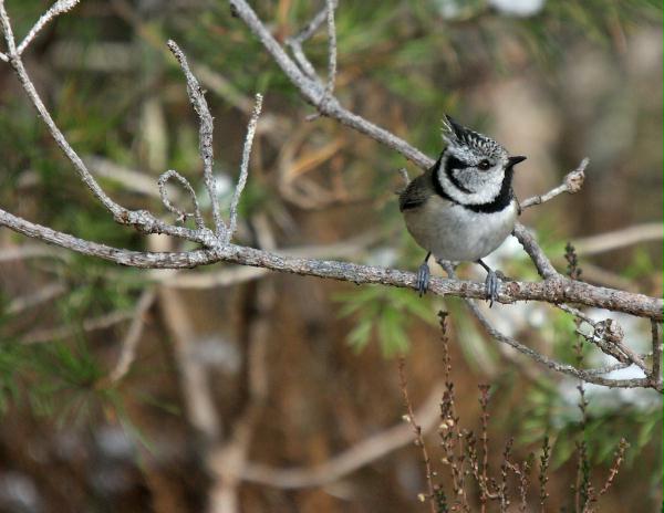 Crested Tit <i>Lophophanes cristatus </i>