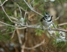 Crested Tit