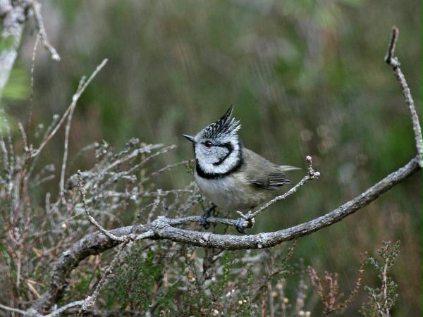 Crested Tit <i>Lophophanes cristatus </i>
