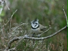 Crested Tit