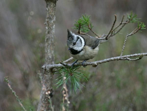 Crested Tit <i>Lophophanes cristatus </i>