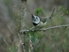Crested Tit