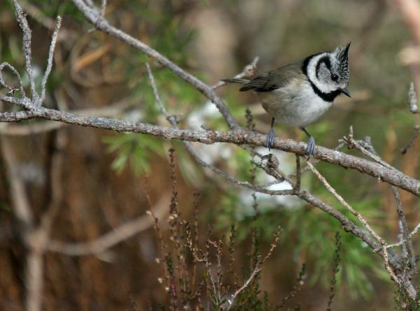 Crested Tit <i>Lophophanes cristatus </i>