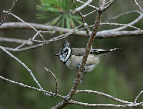 Crested Tit <i>Lophophanes cristatus </i>