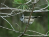 Crested Tit