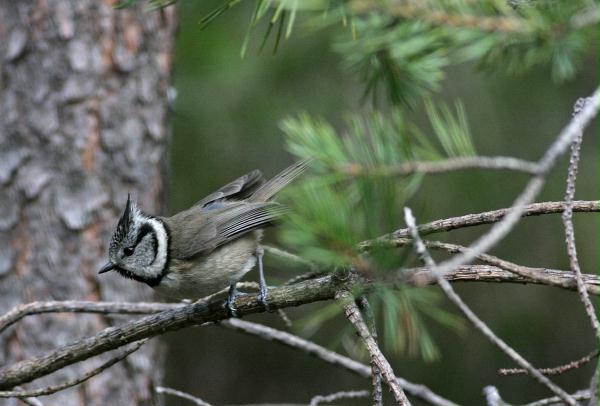 Crested Tit <i>Lophophanes cristatus </i>