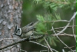 Crested Tit