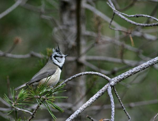 Crested Tit <i>Lophophanes cristatus </i>
