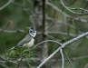 Crested Tit