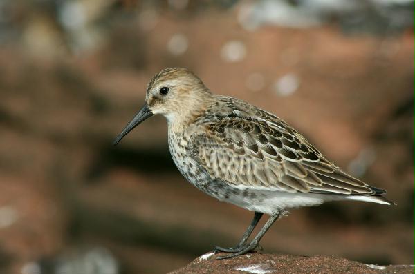 Dunlin <i>Calidris alpina</i>