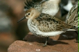 Dunlin