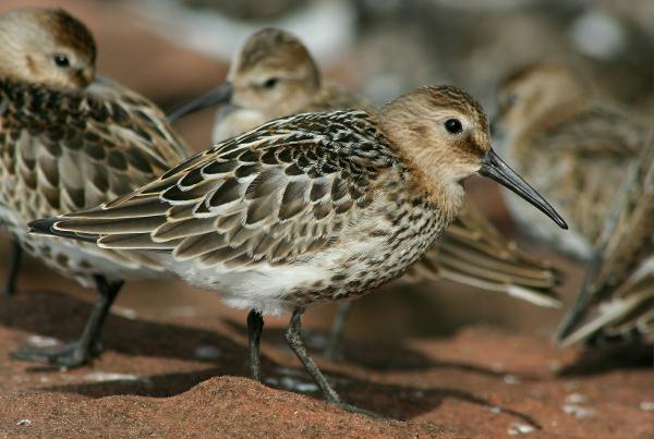 Dunlin <i>Calidris alpina</i>