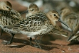 Dunlin