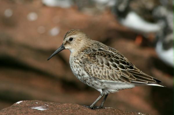 Dunlin <i>Calidris alpina</i>