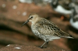 Dunlin