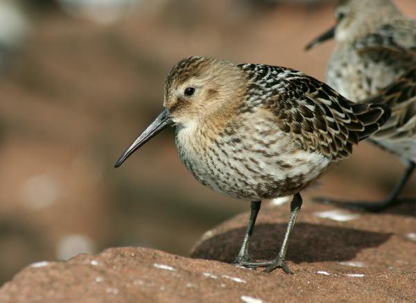 Dunlin <i>Calidris alpina</i>
