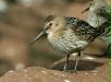 Dunlin