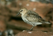 Dunlin