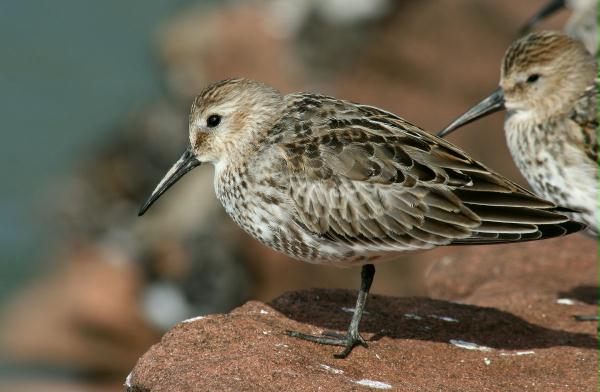 Dunlin <i>Calidris alpina</i>