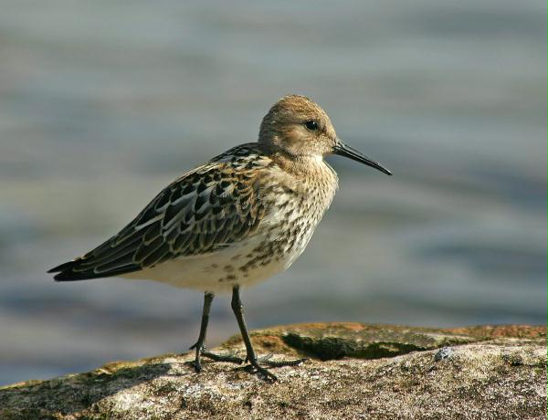 Dunlin <i>Calidris alpina</i>