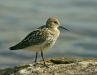 Dunlin