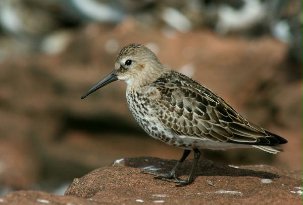 Dunlin <i>Calidris alpina</i>