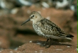Dunlin