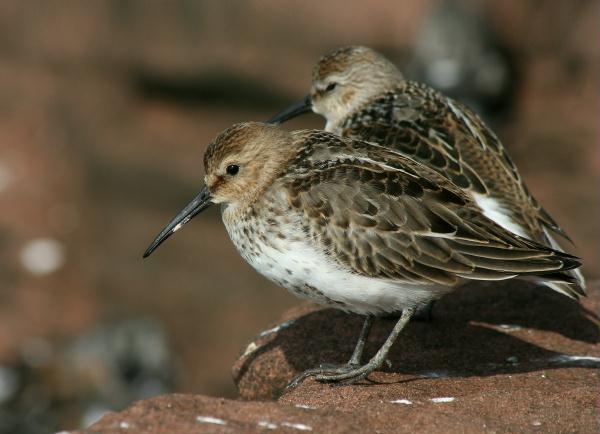 Dunlin <i>Calidris alpina</i>