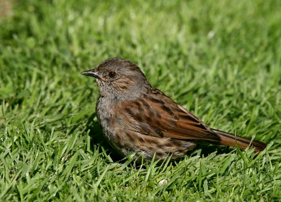 Dunnock <i>Prunella modularis</i>