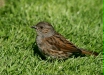Dunnock