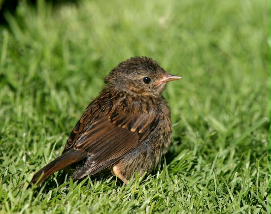 Dunnock <i>Prunella modularis</i>