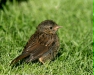 Dunnock