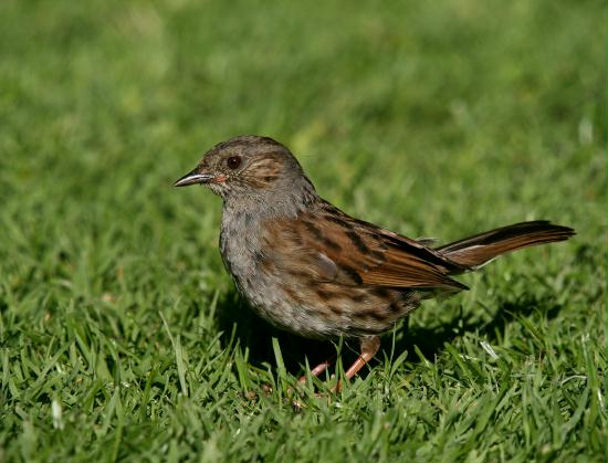 Dunnock <i>Prunella modularis</i>
