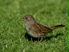 Dunnock