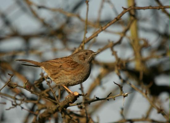 Dunnock <i>Prunella modularis</i>