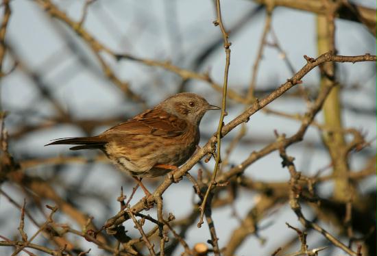 Dunnock <i>Prunella modularis</i>