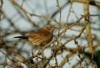 Dunnock