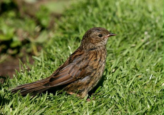 Dunnock <i>Prunella modularis</i>