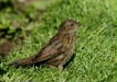 Dunnock