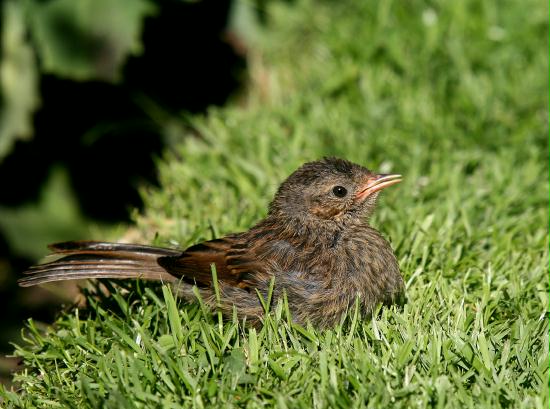 Dunnock <i>Prunella modularis</i>