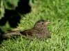 Dunnock