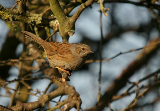 Dunnock <i>Prunella modularis</i>