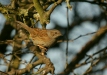 Dunnock