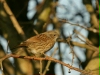 Dunnock