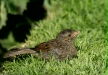 Dunnock