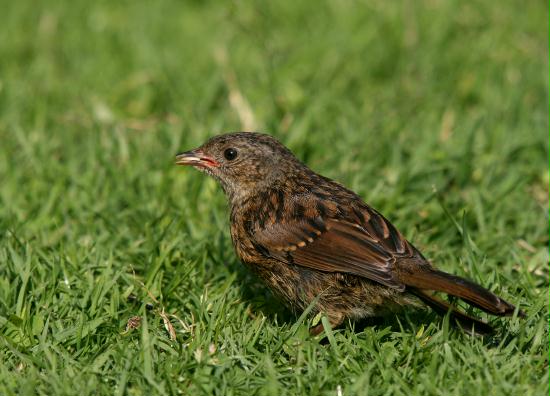 Dunnock <i>Prunella modularis</i>