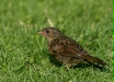 Dunnock