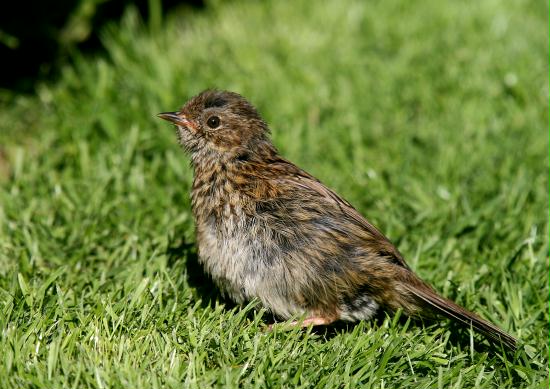 Dunnock <i>Prunella modularis</i>