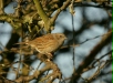 Dunnock