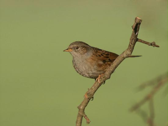 Dunnock <i>Prunella modularis</i>